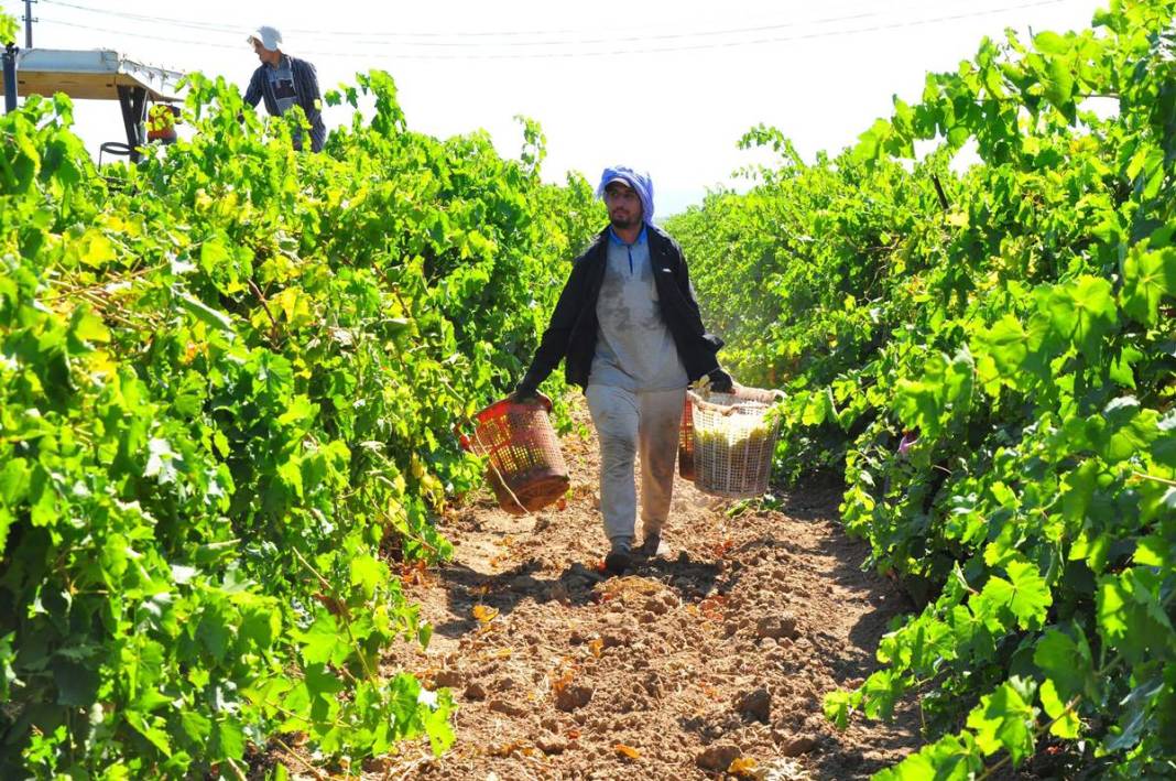 Üzüm ihracatının yüzde 90'ı bu kentten yapılıyor: 103 ülkeye gönderiliyor! Üzümler serildi, ovadan renkli görüntüler... 4